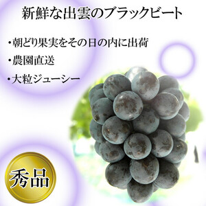 【2026年8月中旬以降発送】[農家直送]厳選ブラックビート2kg箱（3～5房）[持田農園]