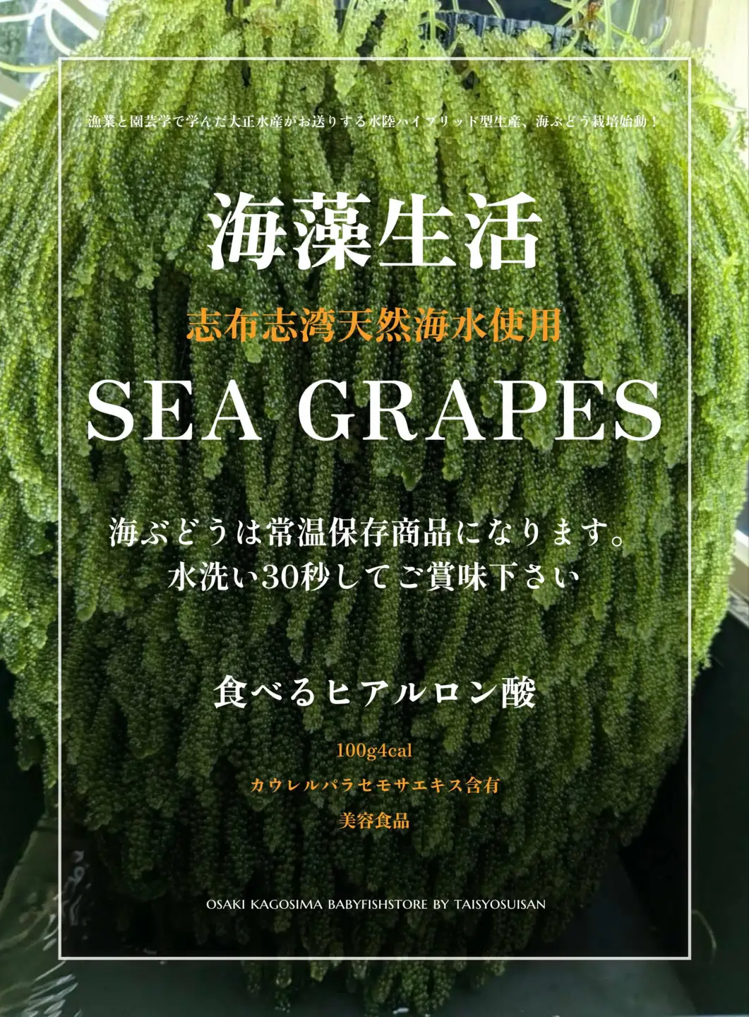 【発送は4月以降】海の幸　朝採れぷちぷち海ぶどう 朝採れ新鮮 海ぶどう～MOBAKO育ちのSEAGRAPES！？～