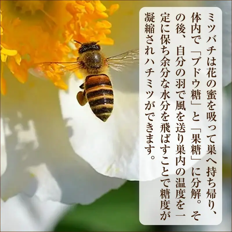 小田原産50ｇ2本セット（百花蜜とみかんの花の蜂蜜）〈箱根ジオパークラベル〉【はちみつ ハチミツ 蜂蜜 家庭用 自宅用 贈答品 贈答用 ギフト お取り寄せ 御中元 お中元 お歳暮 父の日 母の日 贈り物 みかん蜂蜜 百花蜜 季節の蜂蜜 神奈川県 小田原市 】