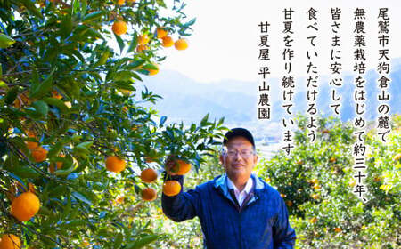 【先行予約 ５月出荷】 採りたて 甘夏 10Kg（農薬化学肥料不使用）  尾鷲市  甘夏屋 平山農園　HI-11