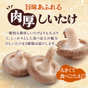 北海道産 厚岸町 上尾幌 菌床栽培 キングしいたけ 1パック プリンスしいたけ 2パック 