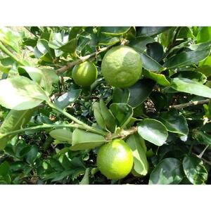 【先行予約】爽やか一番!!　【夏のヨロン翠ライム】（1kg：10～15個入り）　