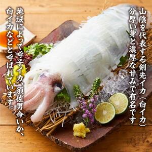 【先行予約 2026年7月以降発送】白輝姫（しらきひめ）下処理 墨抜き済み 剣先いか（白イカ）1kg（3〜4杯）| 剣先イカ