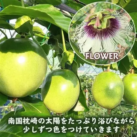 【訳あり】 【期間限定】 トロピカルパッションフルーツ 1.5kg 家庭用 A6-144_果物・フルーツ   くだもの_【配送不可地域：離島】【1166381】