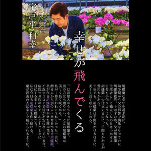 【ふるさと納税】胡蝶蘭 大輪 ミディタイプ ピンク3本立 8号鉢 | 栃木県 下野市
