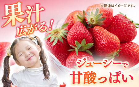 【先行予約】いちご ゆめのか 1kg [JBO138] イチゴ 苺