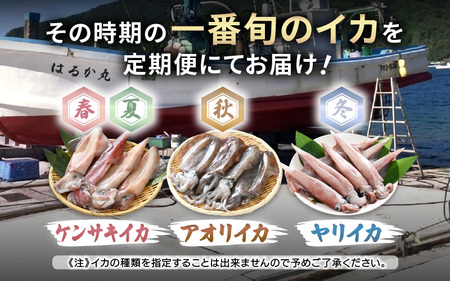 おまかせ定期便 《2ヶ月連続お届け》 計約2kg イカ 三昧！ その時期の一番良いイカをお届けします 急速冷凍 活〆 刺身 ヤリイカ ケンサキイカ アオリイカ 【いか 烏賊 若狭湾 地物 海産物 新鮮 魚介 海鮮 イカ丼 いか丼 焼きイカ 焼きいか 真空パック】 [m36-e006]