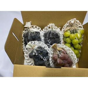 【2026年度_先行予約】【ご家庭用】ぶどう食べ比べセット 約2kg〔2026年8月中旬より順次発送〕