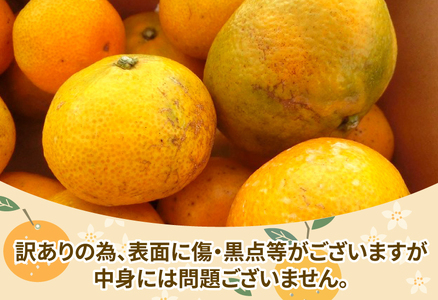 訳あり 愛媛 みかん 早生 温州 10kg 陽だまりミカン ﾐｶﾝﾐｶﾝﾐｶﾝﾐｶﾝﾐｶﾝﾐｶﾝﾐｶﾝ B010-050006