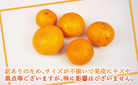 訳あり 早生 温州 みかん 5kg 壱果樹園 みかん B010-141003