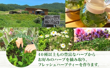 北海道 摘みたて ハーブティー 作り 体験 ハーブ ティー お茶 紅茶 フレッシュ オリジナル ハーブ畑 天然 リラックス 癒し リラクゼーション 健康 ハーバルランチ 送料無料 洞爺湖 