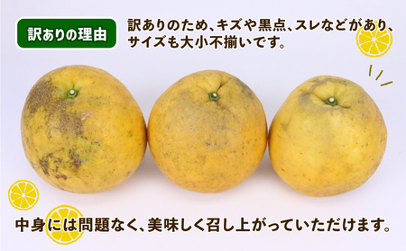 訳あり 河内晩柑 10㎏ 晩柑 陽だまりミカン B010-050007