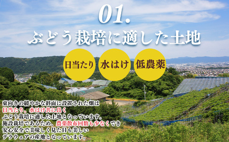  デラウェア L～2L （11～16房） 約2kg | フルーツ ぶどう 葡萄 ブドウ デラ ウェア 奈良県 平群町