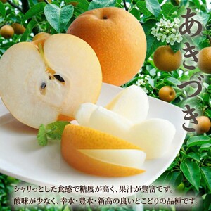 【 JA 北つくば 】 筑西ブランド 認証品 あきづき 10kg 2026年産 先行予約 梨