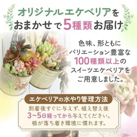 多肉植物5種類 多肉永遠オリジナル名札付きエケベリアセット_花・観葉植物 観葉植物・苗木  _【配送不可地域：離島】【1516862】