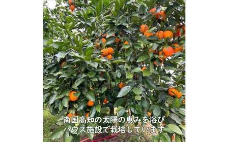 【先行予約】ブラッドオレンジ　約3kg　〈2027年2月中旬?3月中旬頃発送〉  / 果物　柑橘　フルーツ　オレンジ　高知県土佐市　お取り寄せ 産地直送　おいしい 美味しい　白木果樹園【白木果樹園】 [BQAI042]