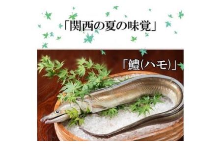 186 プレミア和歌山の辰ヶ鱧！鱧の湯引き２人前(B186-2)