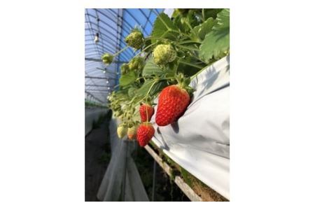 特選 大粒いちご 「まりひめ」２箱(B154-2)