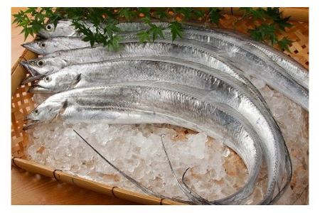 太刀魚 ドラゴンのしゃぶしゃぶとつみれの鍋セット（３人前）(B337-2)