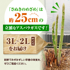 アスパラガス【さぬきのめざめ】3L・2Lサイズ1kg 野菜 夏野菜 