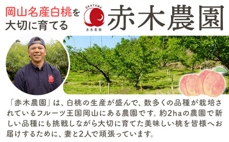 ご家庭用 岡山白桃 約1.3kg 赤木農園   