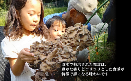 舞茸 岐阜 原木まいたけ1kg 【揖斐川町】 