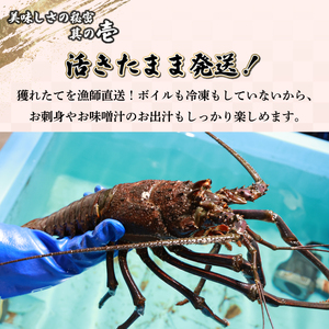 【先行予約】＜数量限定＞宮崎県串間産伊勢エビ（約800g）_K027-002