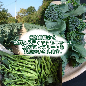 茎 ブロッコリー 1kg IM004-z
