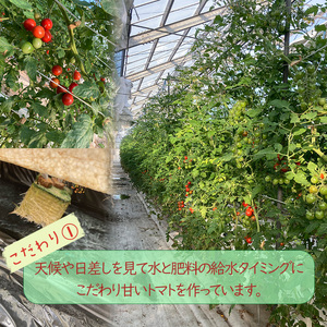 【2026年4月頃から順次発送】日高農園 水耕栽培 ミニトマト 3kg | トマト ミニトマト プチトマト 水耕栽培 トマト ミニトマト プチトマト 水耕栽培 トマト ミニトマト プチトマト 水耕栽培【HDK0013】