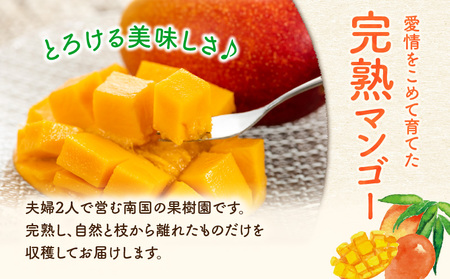 【 2026年 先行予約 】 ファーム白川 の 完熟 マンゴー 訳あり 2kg C032-001 果物 フルーツ