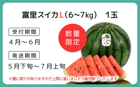 【数量限定】富里スイカ(Lサイズ6～7kg)1玉  すいか スイカ 西瓜 千葉県 富里市 果物 フルーツ 採れたて とれたて 産地直送 農家直送 千葉県産 ちば 千葉すいか 千葉スイカ 富里 富里すいか 富里スイカ 甘い あまい 美味しい おいしい 大玉 大玉すいか 大玉スイカ TMF005 