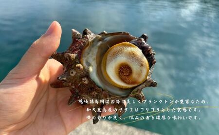 【知夫里島獲れ天然活さざえ6kgセット】隠岐諸島の新鮮なさざえをお届けします!  冷蔵便 サザエ 栄螺 貝 海鮮 BBQ さざえご飯 つぼ焼き 刺身 バーベキュー ギフト