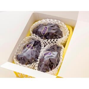 2026年 岡山県産 オーロラブラック 1.2kg（2～3房）（クール便）｜ ぶどう ぶどう