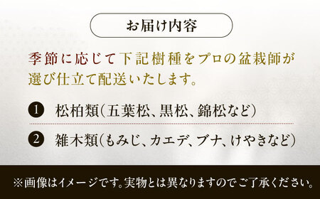 緑の芸術盆栽（小型サイズ）/ 盆栽 ぼんさい 盆栽松 松 盆栽鉢 初心者 観葉植物 ミニ盆栽 インテリア 室内 癒し 和モダン 庭木 門出 お祝い プレゼント ギフト / 稲沢市 / 芳津園 [BMAI001]