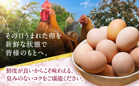 名古屋コーチン 卵 40個（20個入×2ケース）（保証4個含）【化粧箱入り】 / 卵 たまご 玉子 鶏卵 大容量 / 稲沢市 / 櫛田養鶏場 [BMAY001]
