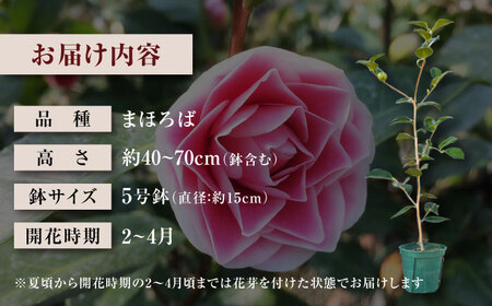 椿 「まほろば」 5号鉢 苗木 / 植物 椿新花 花 苗 鉢植え / 稲沢市 / 椿園株式会社 [BMBI010]