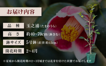 椿 「玉之浦-たまのうら-」 5号鉢 苗木 / 植物 椿名花 花 苗 鉢植え / 稲沢市 / 椿園株式会社 [BMBI007]