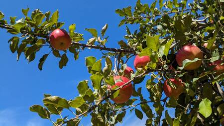 KR01 りんご シナノスイート 贈答【大玉】約5kg（8～13玉） / 10月中旬頃～配送予定 // 長野県 南信州 松川町産 ギフト りんご リンゴ 林檎 シナノスイート  農家直送 農家支援 産地直送