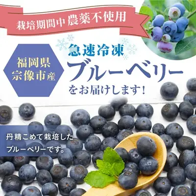 【2026年7月より順次発送】栽培期間中農薬不使用！急速冷凍ブルーベリー 1.2kg 【JAほたるの里】_HA1517 | ベリー フルーツ