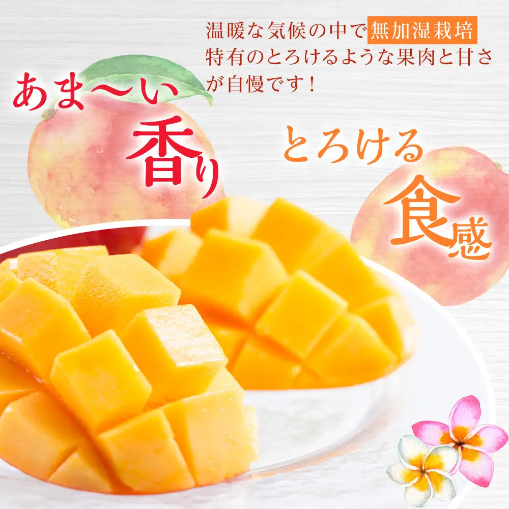 【2026年発送】奄美 加計呂麻島 完熟マンゴー 家庭用 約1kg（2～3玉入り）| マンゴー