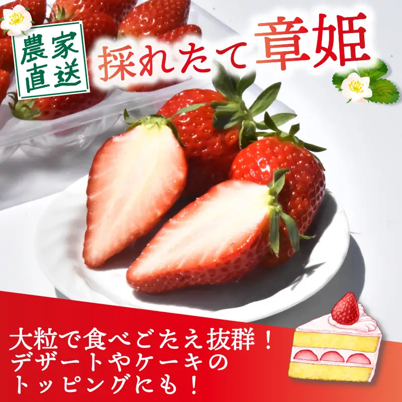 【2027年1月中旬以降発送】 いちご 章姫 (特大粒) 480g前後（240g×2） イチゴ 苺 いちご