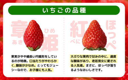 【感謝券】45分食べ放題！ICHIGOOJIのいちご摘み取り体験 ペアチケット 【イチゴ 苺 章姫 紅ほっぺ いちご狩り 旬の味覚 利用券 チケット 観光 体験 旅行】 [B-19501]