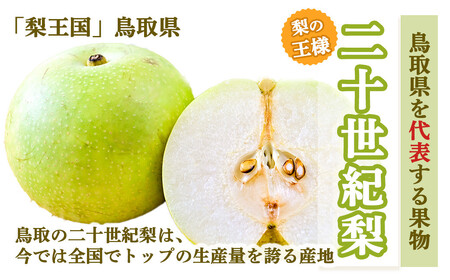 【先行予約・数量限定】ハウス二十世紀梨 3kg【鳥取県産】（生橋農園） 梨 果物 フルーツ