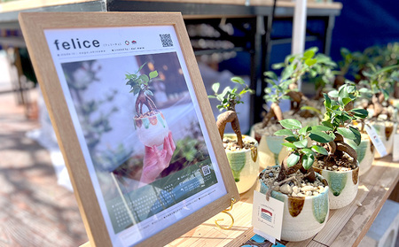 観葉植物『feliceフェリーチェ』ガジュマル＆ erba エルバ【名護産植木鉢SDGｓ】 観葉植物 やちむん 観葉植物 ガジュマル 観葉植物 インテリア 観葉植物 国産 観葉植物 陶器