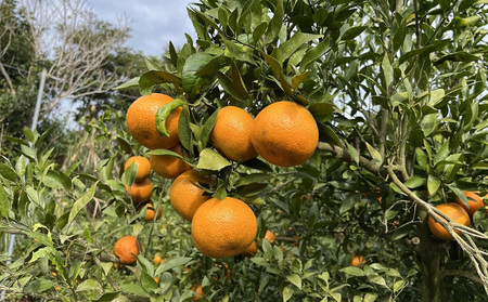 【2027年 先行予約】共選タンカン　約10kg（秀品・白箱） たんかん なご 国産 県産 おきなわ 厳選 ギフト 甘い あまい 魅力 お土産 食べ物 美味しい 取り寄せ ご当地 オキナワ 南国 トロピカル 旨味