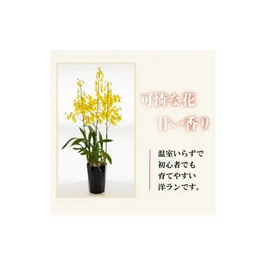【12月から発送】オンシジューム ( アロハ・イワナガ ) １鉢 M~L ラッピング有 お花 花 はな フラワー インテリア 鑑賞 洋ラン 鉢 栽培 園芸 ガーデニング 初心者向け KN008