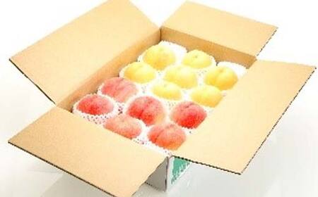 《2026年先行予約》どちらも食べたい！白桃と黄桃の食べ比べセット 約3kg（7～12玉） 桃 もも フルーツ 果物 くだもの 山形県 中山町 F4A-0430