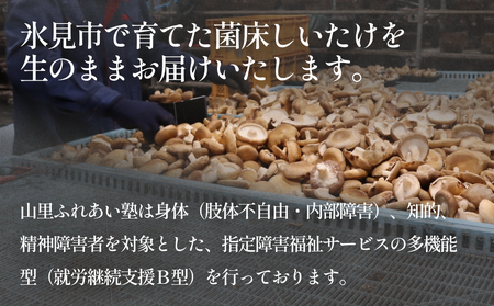 生しいたけ 約600g