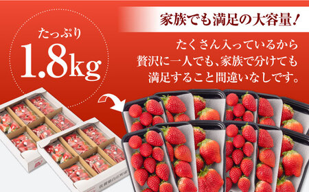【先行予約】【2027年1月以降発送】いちご「いちごさん」1.8kg  / いちご [IAA039]