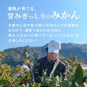 DZ6229_【2027年先行予約】家庭用 訳あり はるみ 和歌山 有田 2S～3Lサイズ混合 約3kg